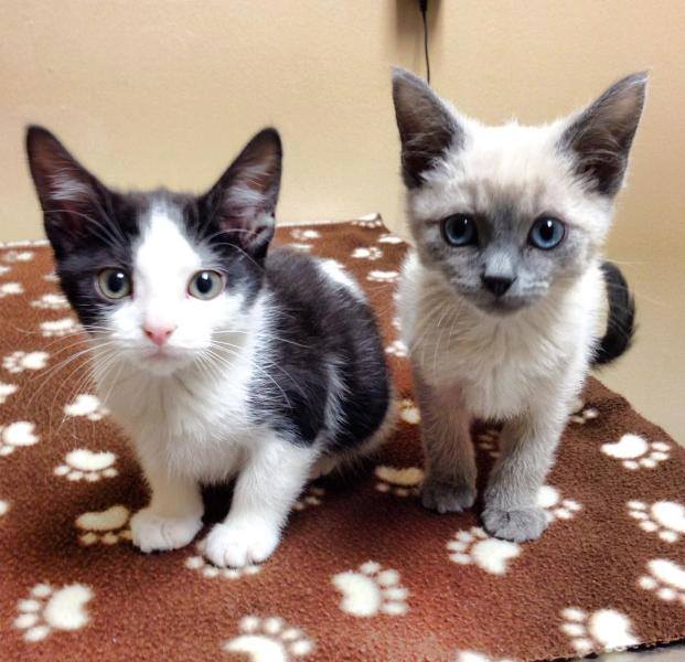 Adorable Kittens