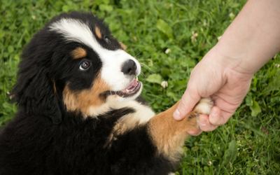 image for Spread the Joy on National Puppy Day!